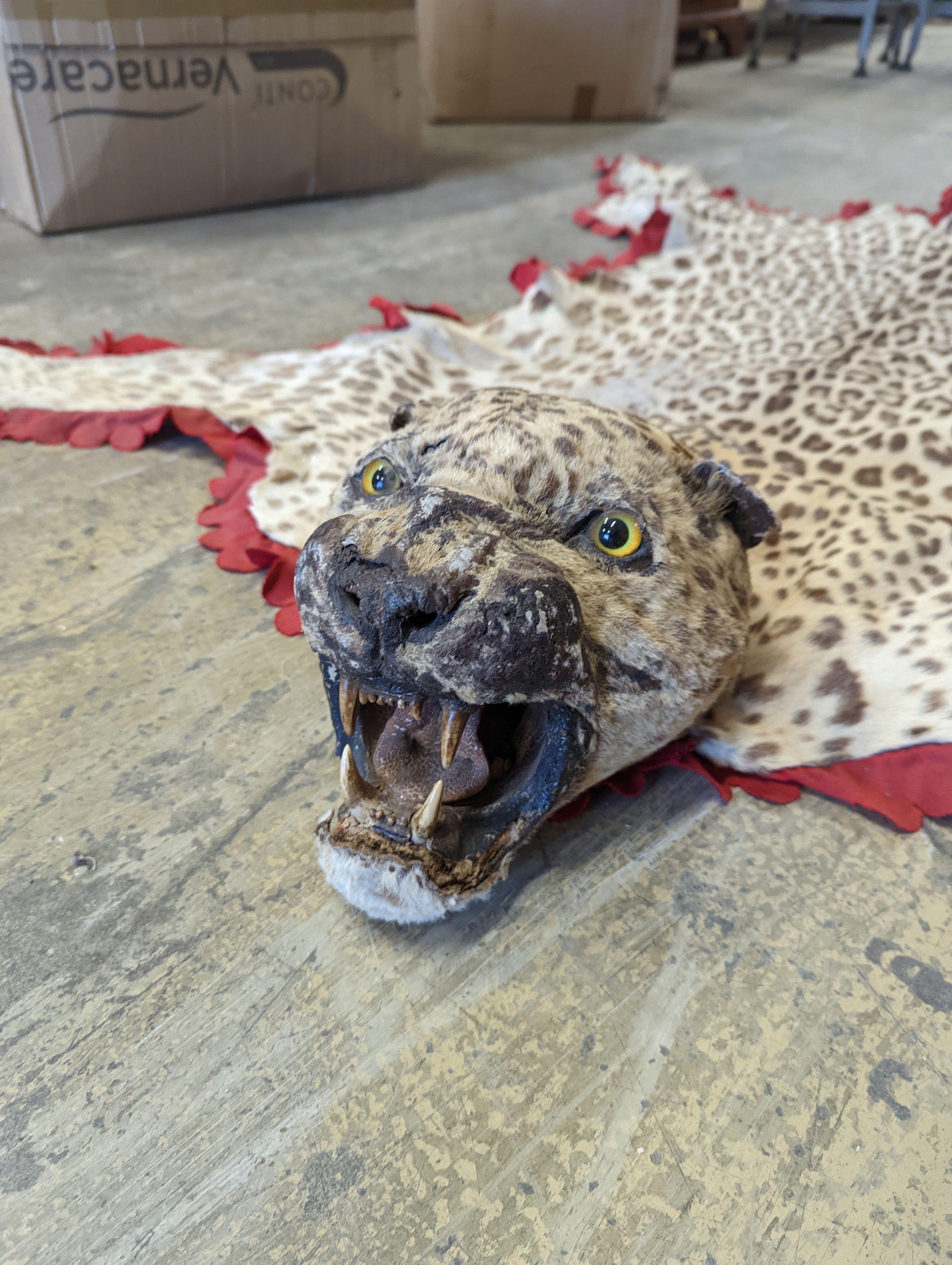 Taxidermy - a Leopard skin rug with head and stitched felt border, nose to tail 215cm